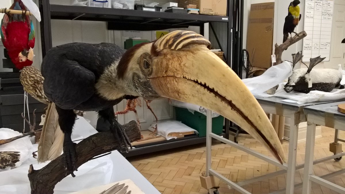 BMTconservators's tweet photo. Conservators are preparing all manner of fabulous birds to join their distant cousin @DippyOnTour @BM_AG This handsome specimen is a hornbill. Book tickets at https://t.co/ei5bTwlN3P https://t.co/5oZrpKZFzt