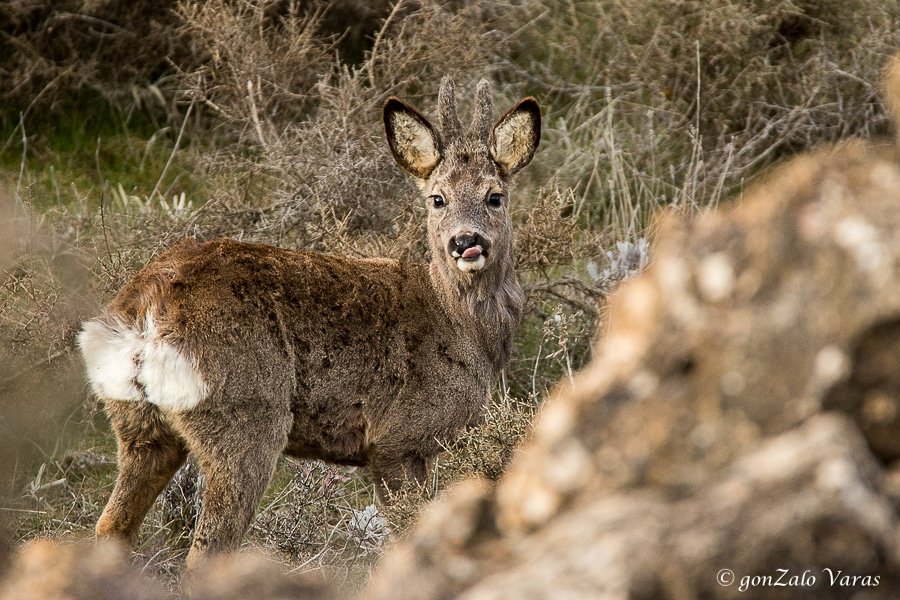 Corzo de un año de primera cabeza. <a href="/ACEcorzo/">ACEcorzo</a>
