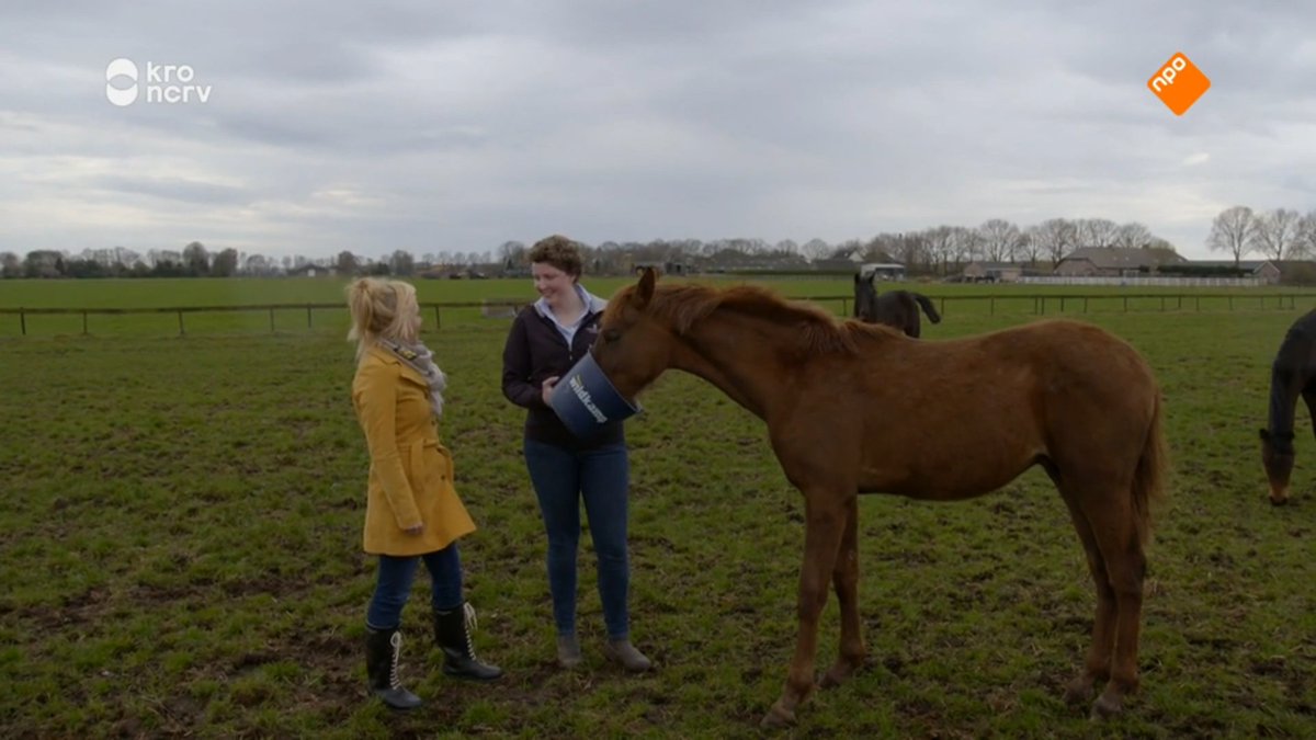 Wildkamp B.V. tweet media