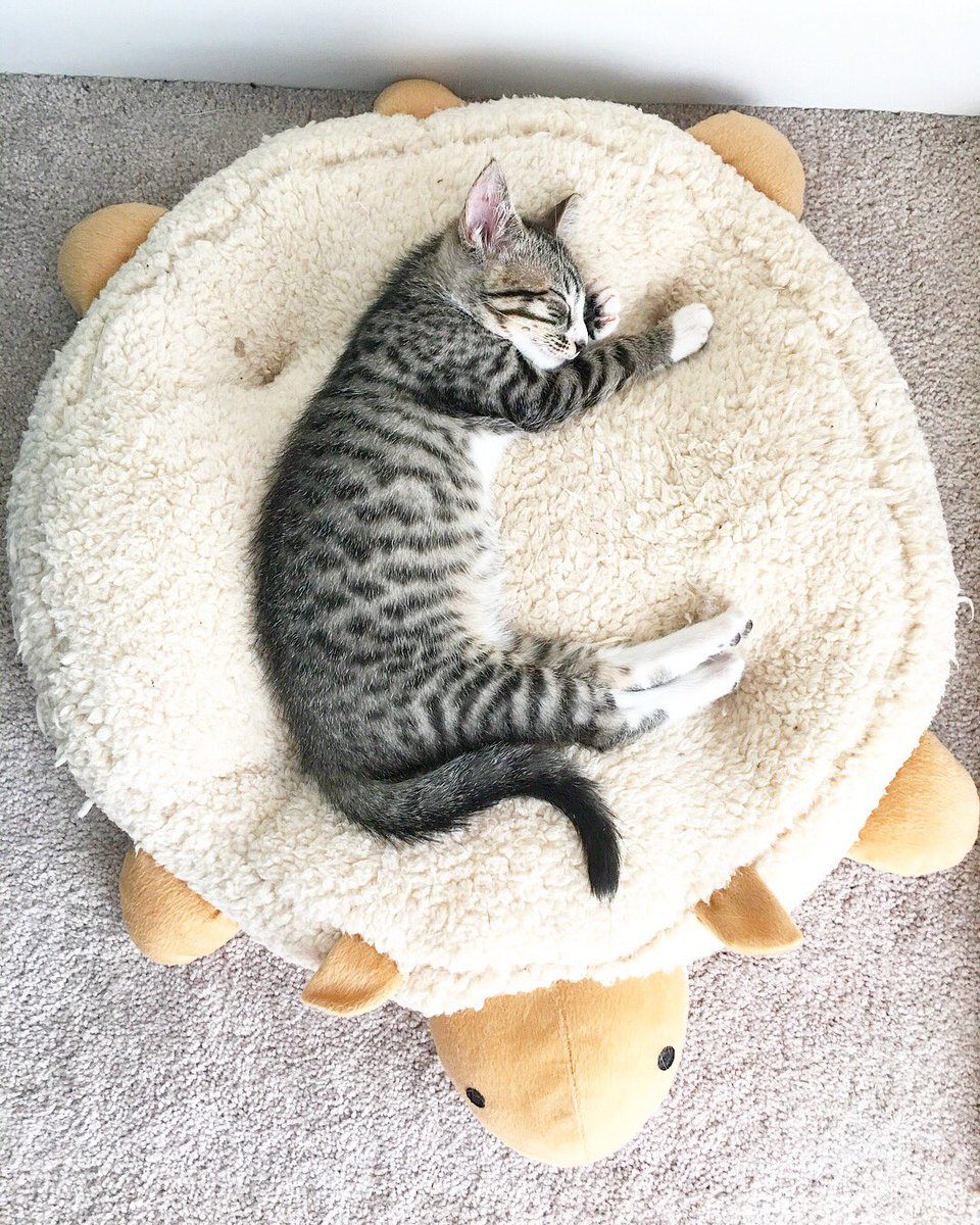 baxter_chibi's tweet photo. Happy Shleepy Sunday 💕 #stormy #fosterkitten #fosteringsaveslives #catsofinstagram https://t.co/NAG4yNI98P