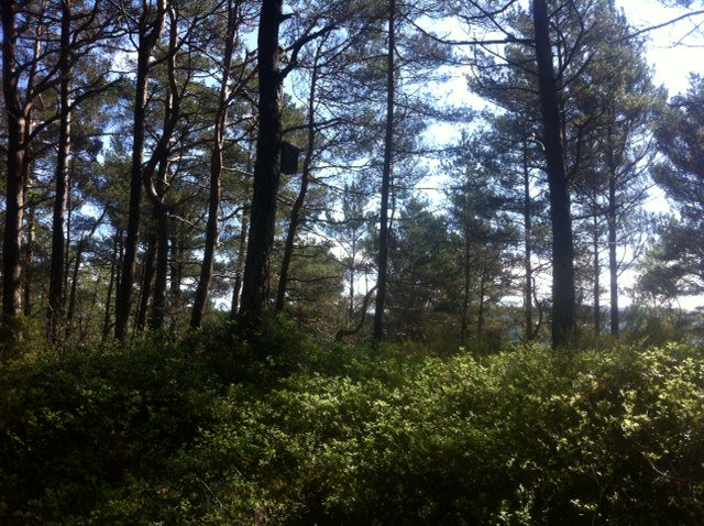 AMennerat's tweet photo. Full spring and fieldwork in the sun! Swallows and warblers. Blueberries growing fast. First GT hatching expected today. Nice variation in eggshell patterns in a few clutches. No flycatchers heard or seen yet - but soon, no doubt. @TEG_UiB #EECRG #fieldwork https://t.co/5MTG3BZ10O