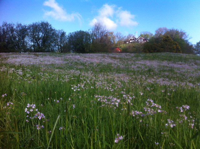 AMennerat's tweet photo. Full spring and fieldwork in the sun! Swallows and warblers. Blueberries growing fast. First GT hatching expected today. Nice variation in eggshell patterns in a few clutches. No flycatchers heard or seen yet - but soon, no doubt. @TEG_UiB #EECRG #fieldwork https://t.co/5MTG3BZ10O