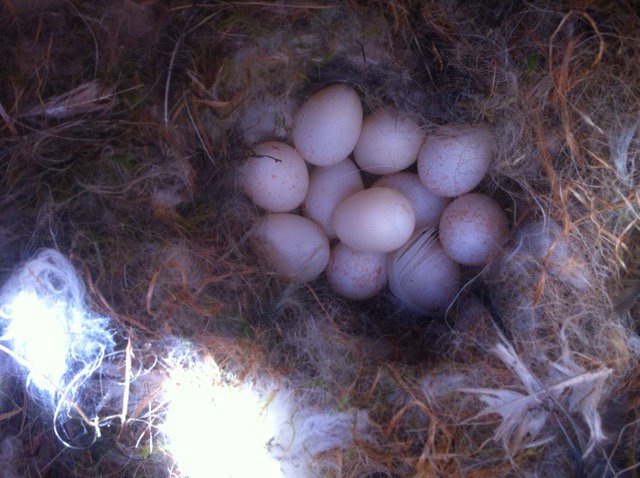 AMennerat's tweet photo. Full spring and fieldwork in the sun! Swallows and warblers. Blueberries growing fast. First GT hatching expected today. Nice variation in eggshell patterns in a few clutches. No flycatchers heard or seen yet - but soon, no doubt. @TEG_UiB #EECRG #fieldwork https://t.co/5MTG3BZ10O