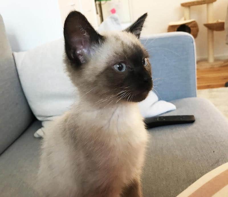 Unser Siam-Kater ist seit drei Tagen verschwunden. :-( Sonst kam er immer nach dem Rufen nach Hause. Er hört auf „Freddy“. Traurigkeit breitet sich aus. #katzevermisst #wilmersdorf #sealpoint #FreddydieKatze #berlin #katzeentlaufen #vermisst #plsrt