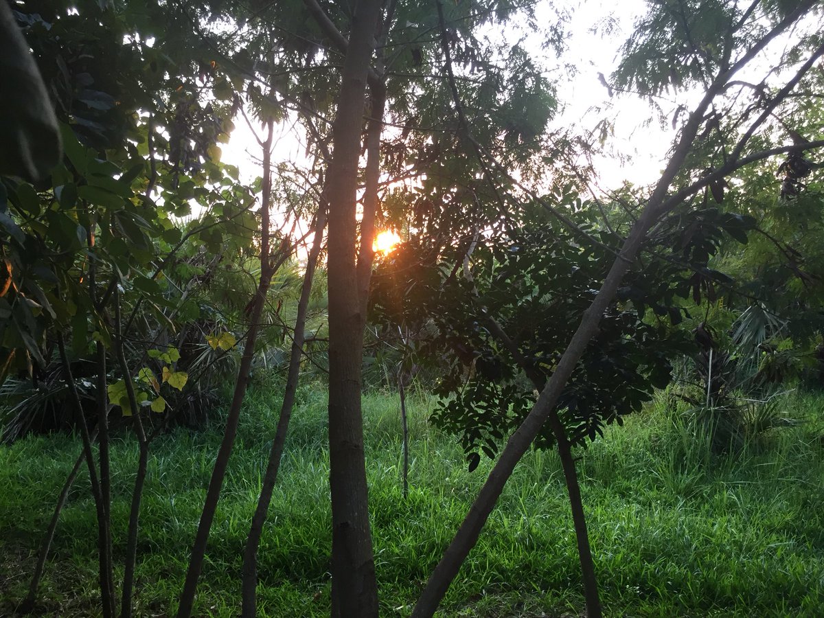 agrisolos's tweet photo. #africansunrise #mozambique https://t.co/PD2ZdZkDme