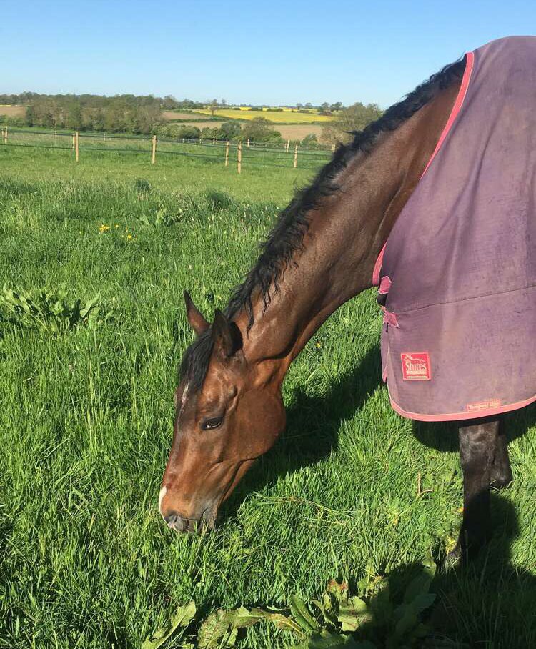 antoniapeck14's tweet photo. Lovely morning back riding out at Laura’s this morning, even better with the sun out and seeing my favourite old boy ted still happy out at 10 🌞💜 @lauramorg86  @DuleyBeth https://t.co/S74kMs5oT2