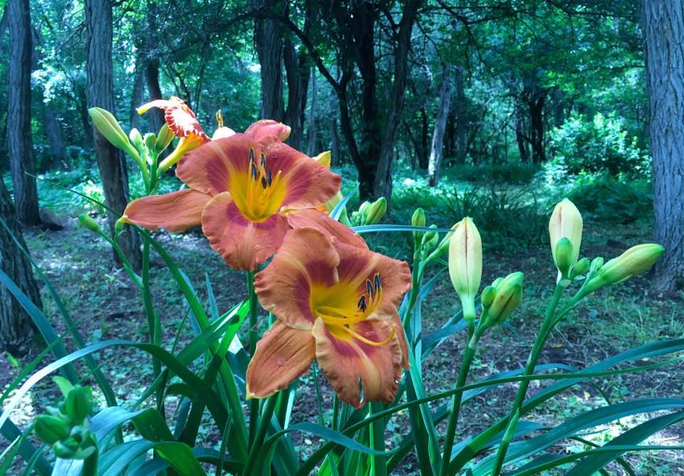 dansavage's tweet photo. Daylilies From My 2017 Rideau Lakes Gardens! / Hemerocalles de mon jardin! 'War Dragon' https://t.co/8GUgLmxDsq