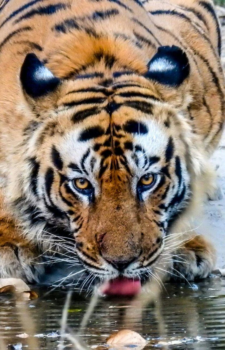 ChadhaPran's tweet photo. बांधवगढ़
पिता टाइगर का दिल धड़कता है,
अपनी संतान के लिए।
https://t.co/W8caln2XjY https://t.co/iSB0XhpDpd