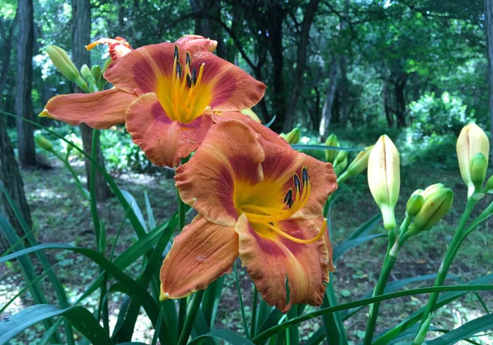 dansavage's tweet photo. Daylilies From My 2017 Rideau Lakes Gardens! / Hemerocalles de mon jardin! 'War Dragon' https://t.co/P7chQXoDBp