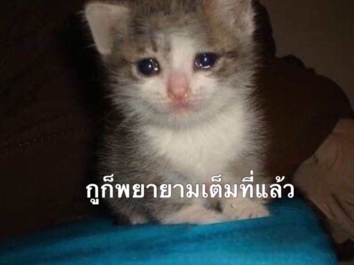 แซลม่อนพู ☼ tweet media