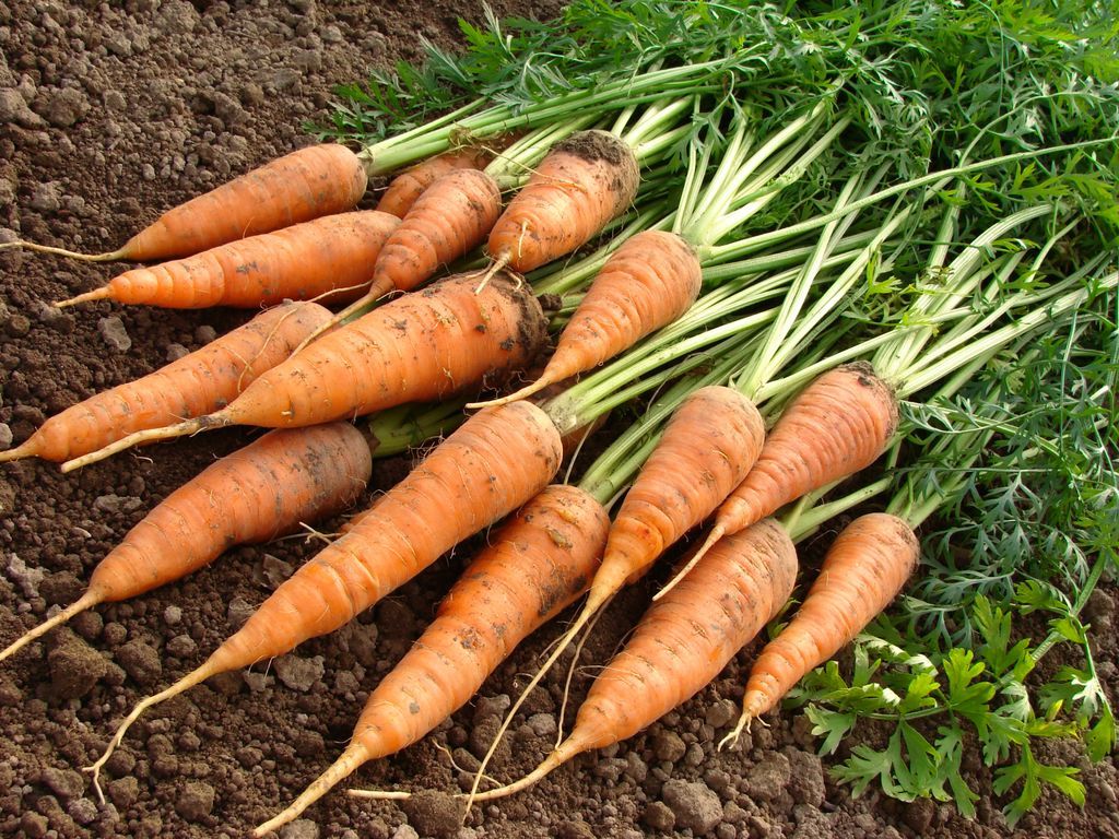 GYOmag's tweet photo. Would you like to grow #carrots this year? You can sow them until July. Find out all you need to know by reading the FREE growing guide on our website. Follow the link >> https://t.co/jnSoyIXxOS #gardeningtips https://t.co/mSxPdmmkSh