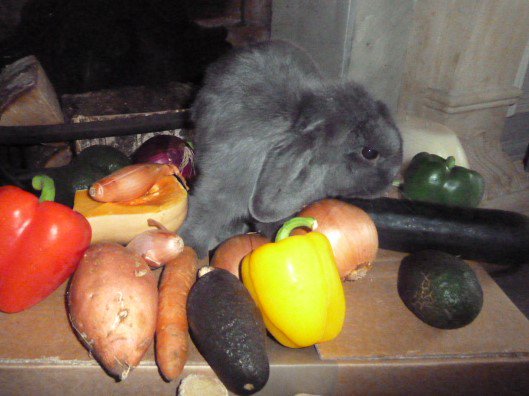 WidgeWatch's tweet photo. Stop staring at your Greens and just eat them! #NationalVegetarianWeek #MondayMotivation #rabbit #StarttheWeek https://t.co/2hAmqNGQgJ