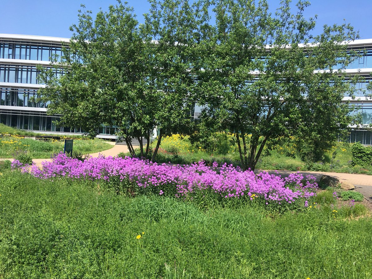 Wat is de tuin bij @WaterRijnIJssel prachtig!! @NLgreenlabel <a href="/Greenhovenier/">Greenm2</a>