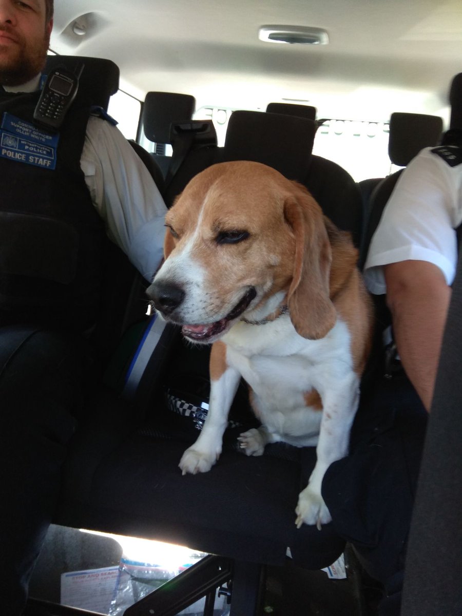 Dog Found Chepstow Road Croydon.  Please help us find his owner.  Taken to Battersea Dogs Home. #LostDog #ReturnHome #ParkHill