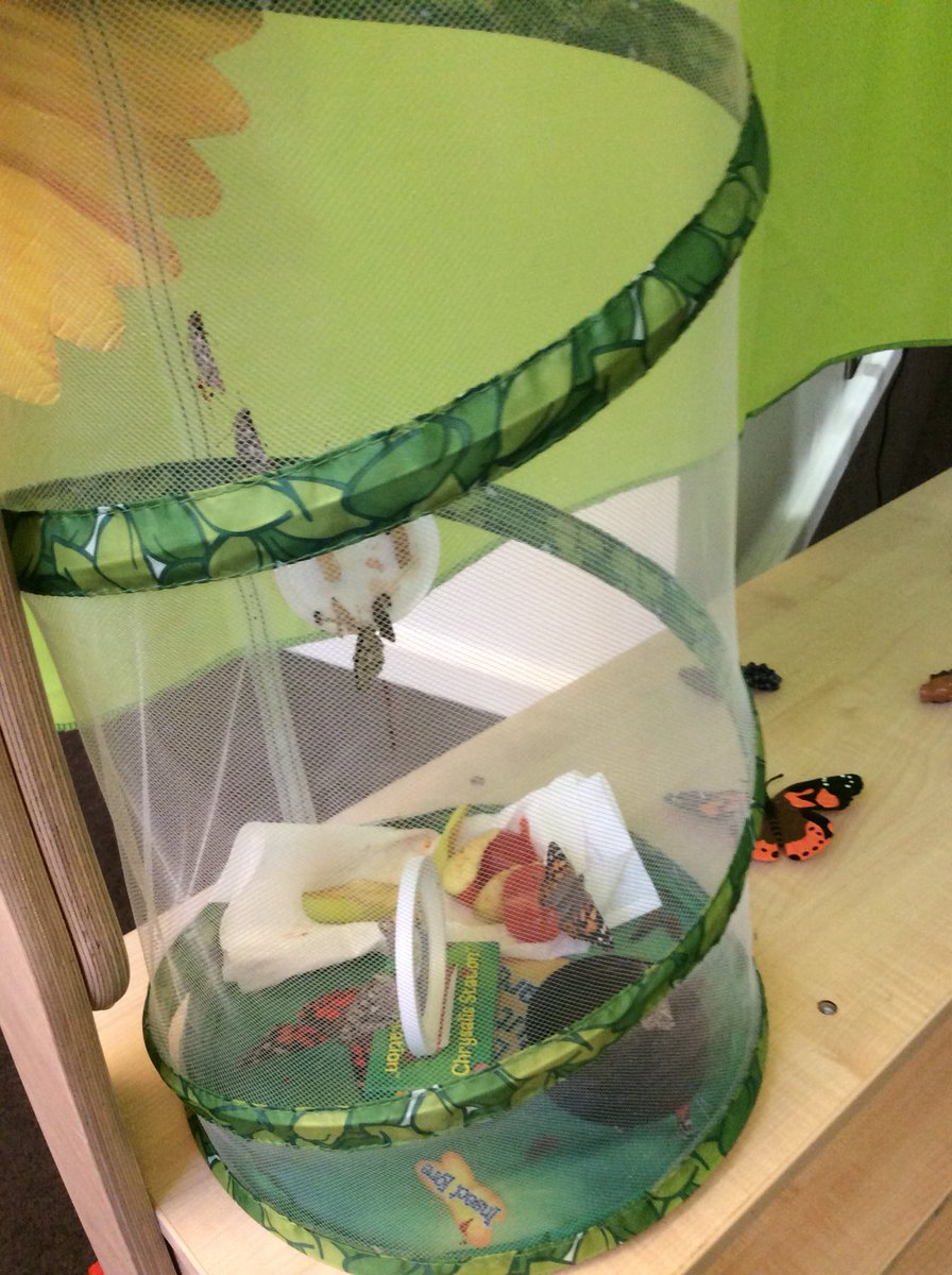 JesmondY2's tweet photo. During the peace of the weekend, our beautiful butterflies have emerged https://t.co/lVwtH7Xlrd