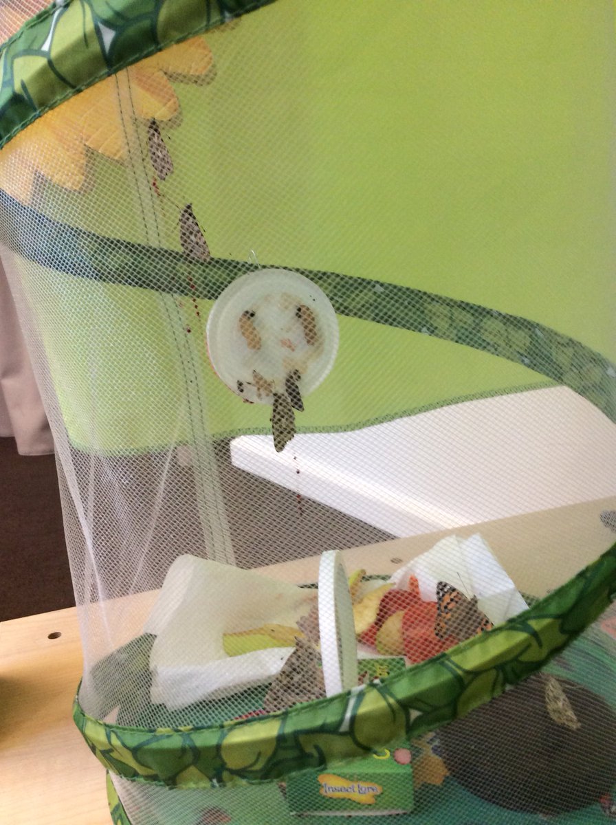 JesmondY2's tweet photo. During the peace of the weekend, our beautiful butterflies have emerged https://t.co/lVwtH7Xlrd