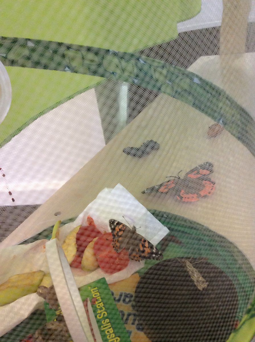 JesmondY2's tweet photo. During the peace of the weekend, our beautiful butterflies have emerged https://t.co/lVwtH7Xlrd
