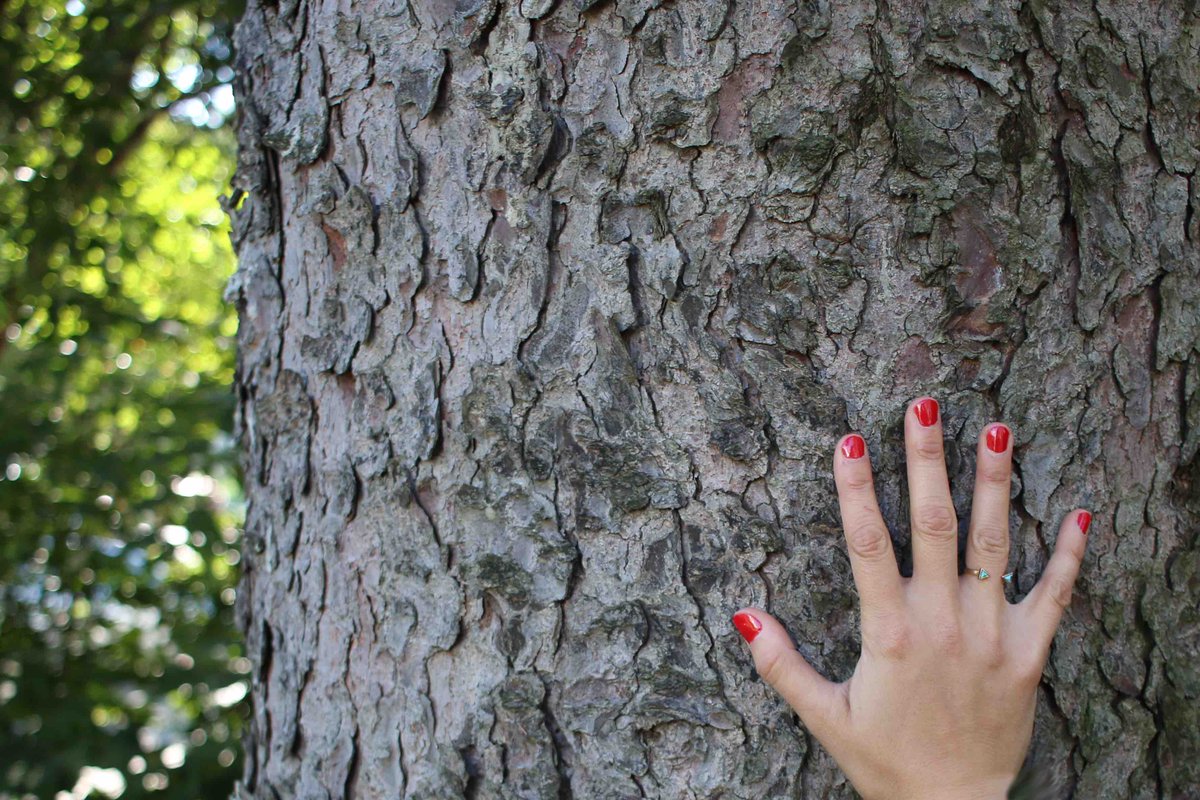 Brandi Lust tweet media