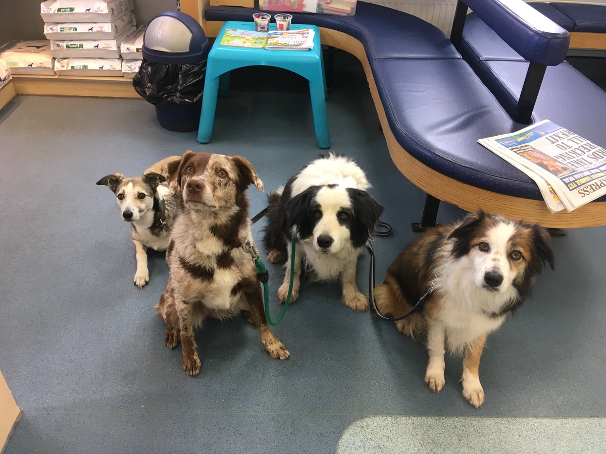 Dragon_Vets's tweet image. Bea, Spot, Millie and Keira all came for a free family health check with the vet last week as part of their pet health club membership. They were all in good health and also good spirits! 
What a beautiful family!
#furfamily #posingforthecamera