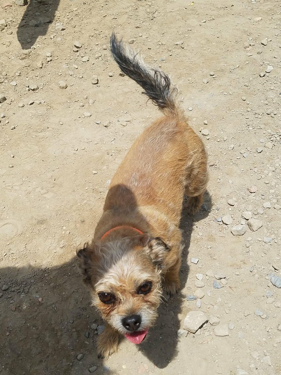 StuartPetSupply's tweet photo. We met Scotty May Hatfield and his dog Toto on the Hatfield McCoy Trails this weekend! 🐾🐶⛰️ #PetFeature #Toto #ScottyMay #HMT #HatfieldMcCoyTrails #StuartPetSupply #WV #AlmostHeaven #Moonshiners #history #DevilAnse https://t.co/B4T6SAHV41