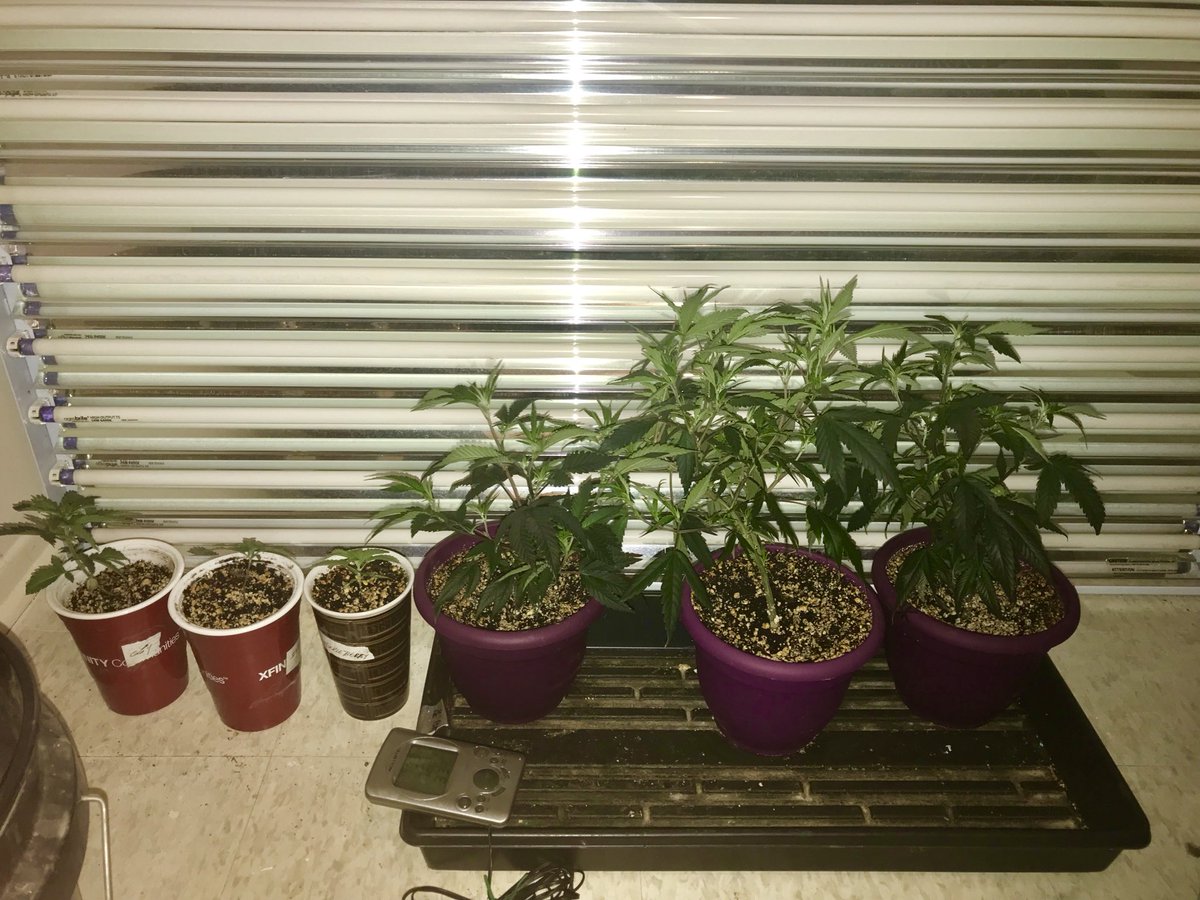 OrangeJ3WS's tweet photo. When your kids get big 😅 #babies #bubbakush #OGcheese #wifiOG #huckleberry #gg4 #iraniangoddess #girlswhogrow #stealth https://t.co/CaREK4qq1W