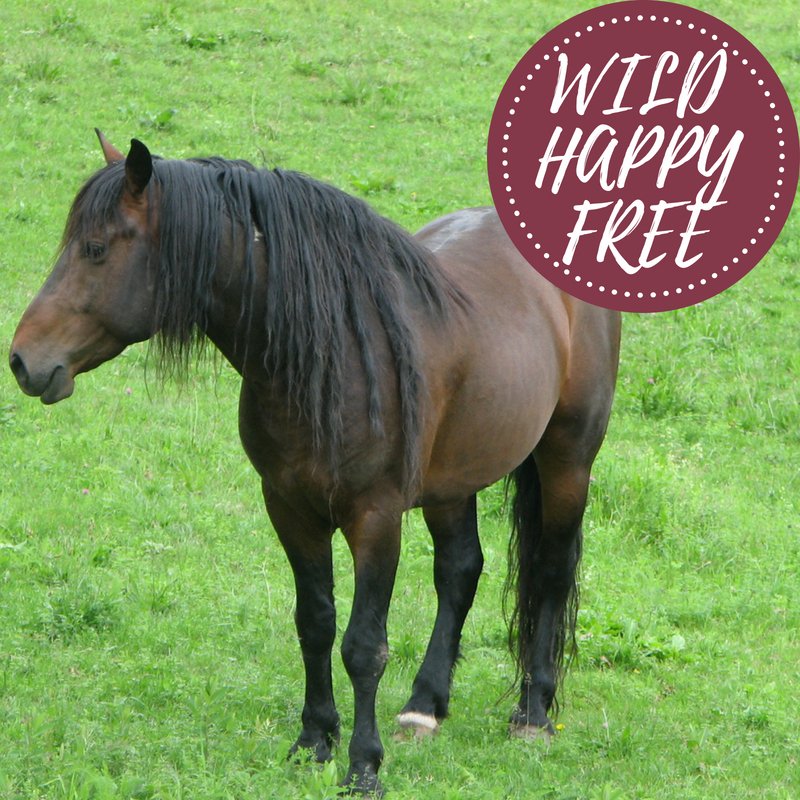 EquineAdvocates's tweet photo. #MindfulMonday: Meet Nelson! One of our rescued Wild American Mustangs. He was captured by the #BLM &amp; was destined to be sold for slaughter due to the 2004 #BurnsAmendment. 🐴 We hope the govt reinstates the protection of these precious horses that should be WILD, HAPPY AND FREE. https://t.co/4Uaewbzv9U