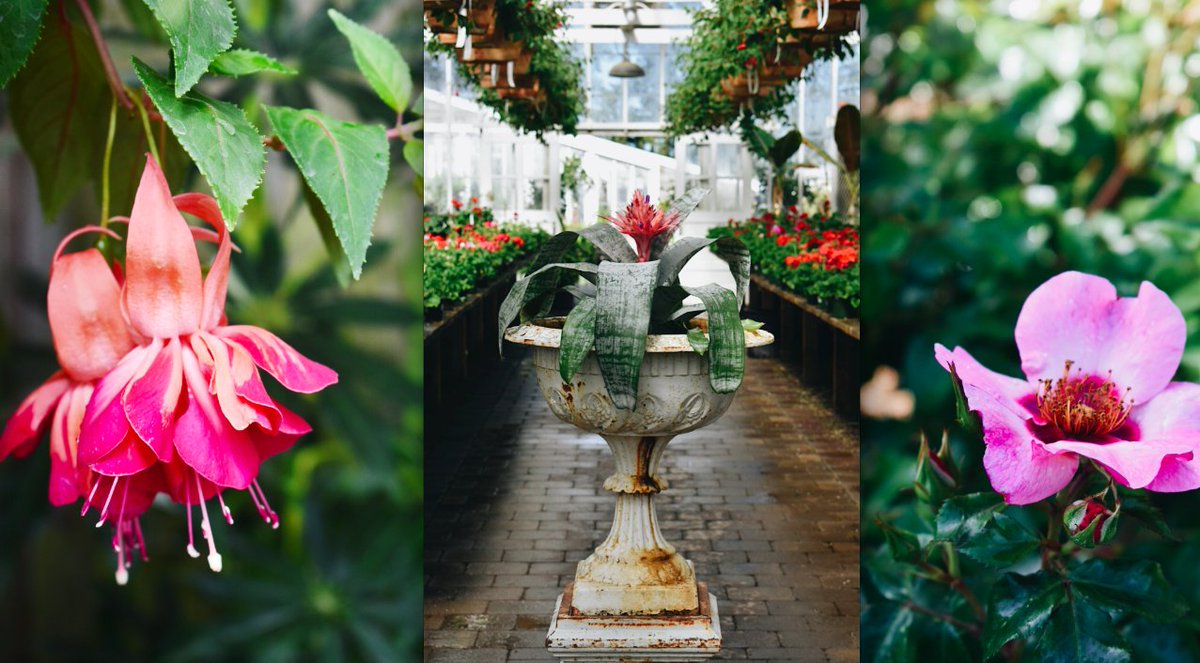 lorepatterson's tweet image. Scenes from the weekend - Spending time in a favorite Nursery garden center.
#garden #gardens #gardencenter #nursery #gardenbloggers #gardenchat