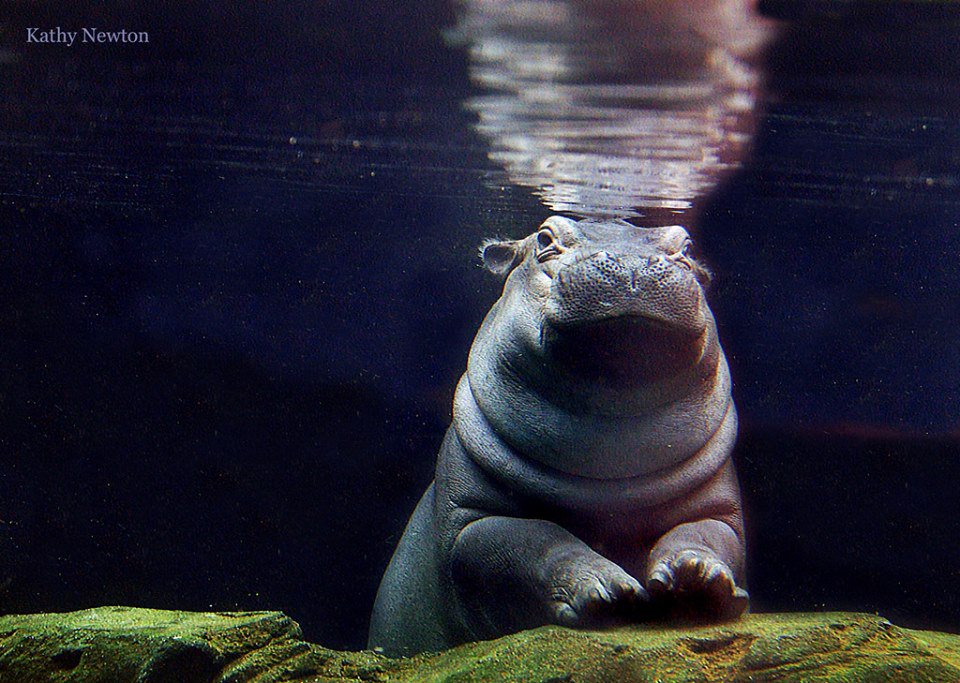 CincinnatiZoo's tweet photo. Fiona - the best thing to happen to your Monday! #teamfiona #mondaymotivation https://t.co/32GJhxwzez
