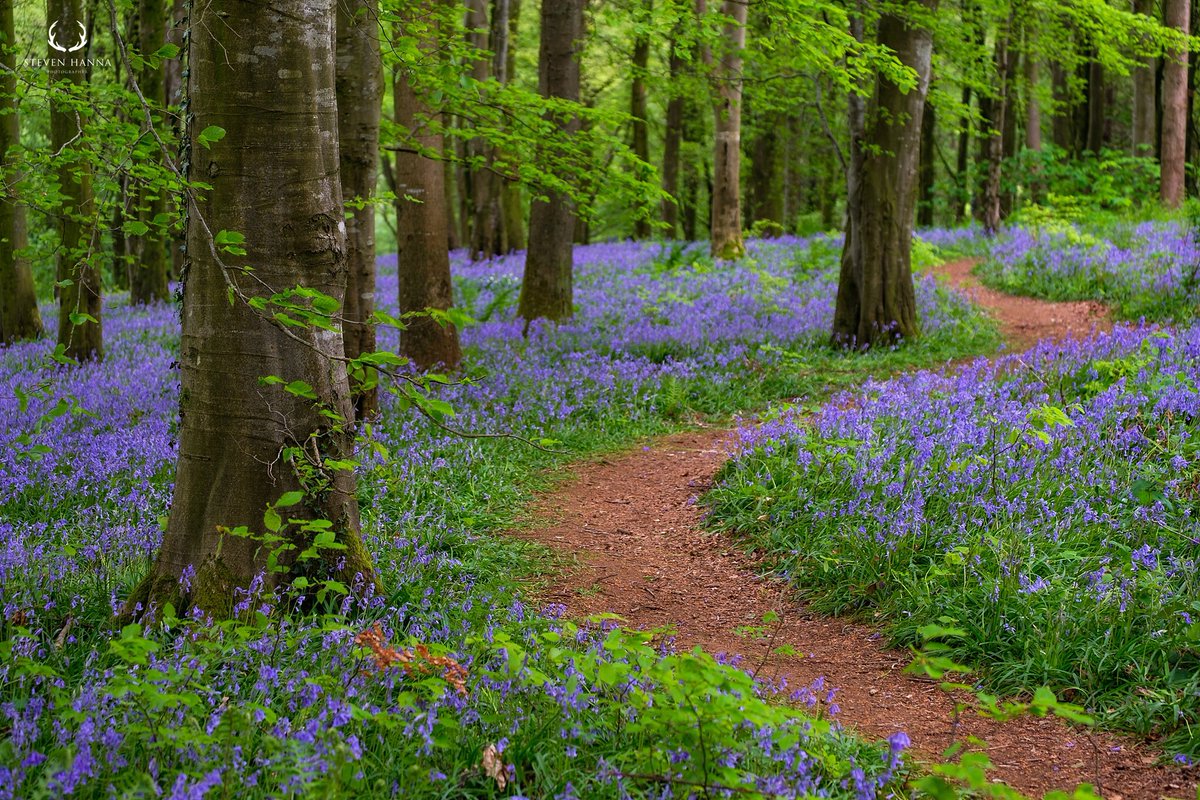 Ah the chaos...... #bluebellseason