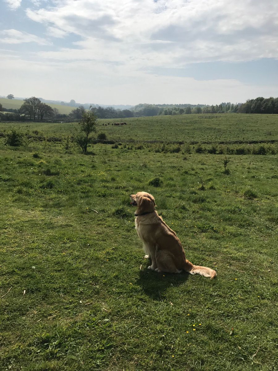 _differentdog's tweet image. Weekend walkies time, Wispa has been enjoying running across the fields!​
#Differentdog #Weekendwalkies
