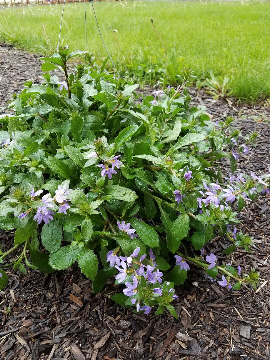 Madison44PTA's tweet photo. We have a few hanging baskets left if anyone would like to purchase.  There are Scaveola Scampi (purple), impatients (red) and begonia (red). $18 each.  Email:
duck811@sbcglobal.net 
#madison44 https://t.co/eryZc6uCs0
