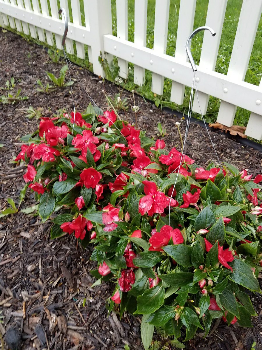 We have a few hanging baskets left if anyone would like to purchase.  There are Scaveola Scampi (purple), impatients (red) and begonia (red). $18 each.  Email:
duck811@sbcglobal.net 
#madison44