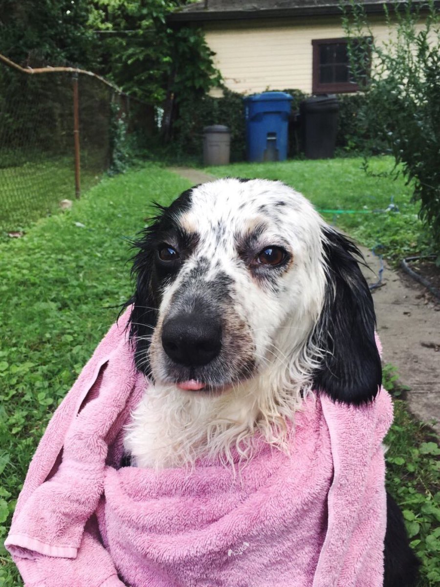dog_rates's tweet image. This is Sadie. She consumes ice cream so aggressively she has to get hosed off afterwards. 12/10 totally worth it