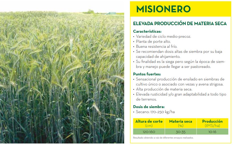 SemillasFito's tweet image. 👉🌾 Triticale MISIONERO 🌾👈 Elevada producción de materia seca: semillasfito.es/es/productos/g… 

✅ Sensacional producción de #ensilado 
✅ Alta producción de materia seca 
✅ Elevada #rusticidad y gran adaptabilidad a todo tipo de terrenos
