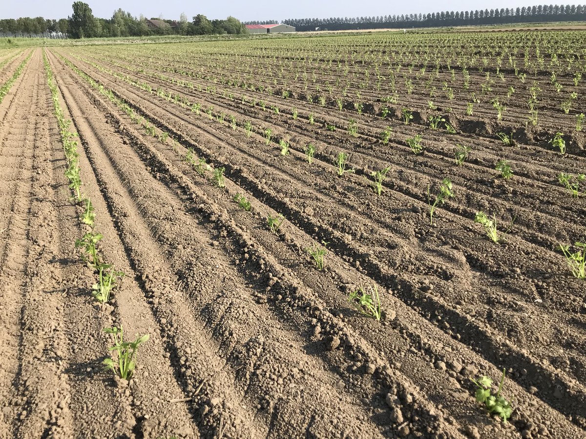 janslik's tweet photo. Vanmiddag de #knolselderij geplant op de demo van @iperen_nl diverse proeven in dit mooie gewas gaan we aanleggen dit seizoen denk aan fungicide en onkruid bestrijding @AkkerTweet #oogst2018 #prinz #growgroup #akker https://t.co/yTP6wT7r4s