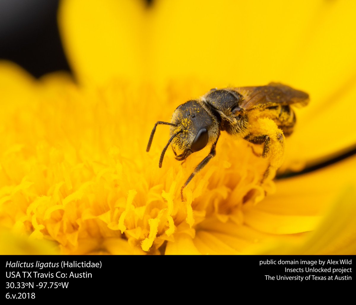 A native bee gathers pollen from a Coreopsis flower. New public domain image by @Myrmecos!