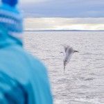 From red squirrels to otters, birds to dolphins, Northumberland has it all! If you'd like a chance to spot the best of our amazing wildlife, Northern Experience Wildlife Tours are for you. #Northumberland buff.ly/2w5IfDC