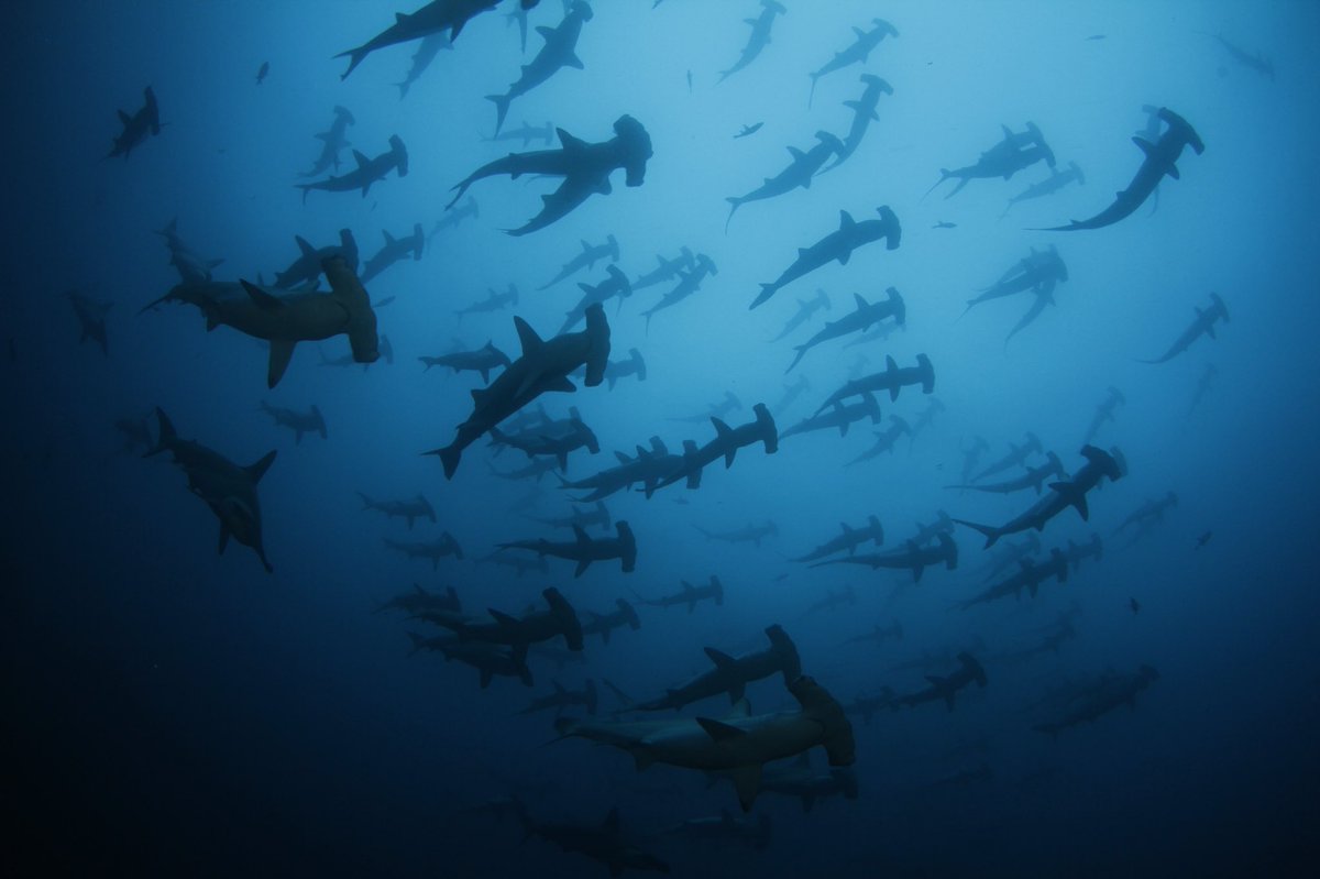 UnderseaHunterG's tweet photo. Magic #hammer silhouettes stimulate imagination in a unique way.
Photo by @aviklapfer #DiveWild #CocosIsland #Hammerheadshark #Hammerheads https://t.co/D0FlxBeRDp