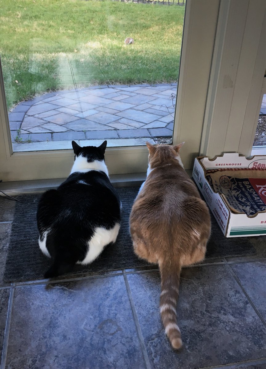 photomama52's tweet photo. We have a rare, backwards #doubleloaf for #kittyloafmonday ๐น#CatsOfTwitter #cats #catsrule https://t.co/6Y1rnC0wIb