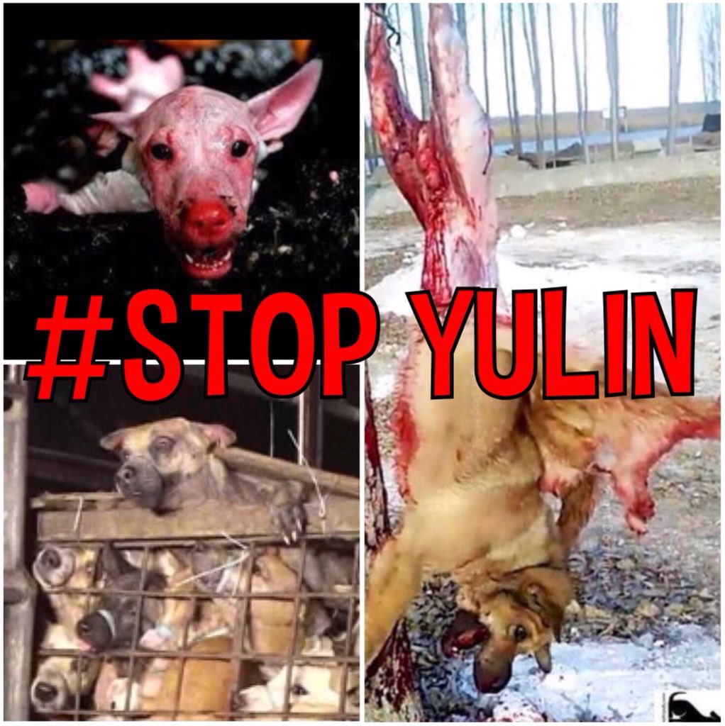 Peanutnoir04's tweet photo. #StopYulin2018 #StopYulinForever #EndDogCatMeatTrade #StopTorturingAnimals #FightDogMeat #FightCatMeat #ThereIsNoExcuseForAnimalAbuse #AnimalCruelty #AnimalRights #ShameOnYou #China #BoycottMadeInChina✊✊✊ https://t.co/HoVvoiXUfv