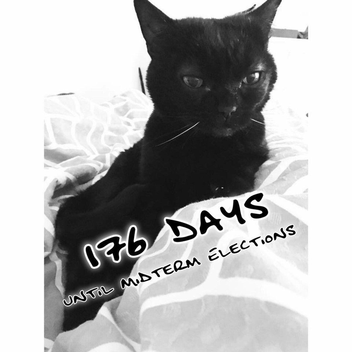 days2midterms's tweet photo. Hatchie here gets discouraged and cynical, but realizes he can make a donation to his favorite congressional candidate, anyway. Good Hatchie. #Midterms2018 https://t.co/SxNLMCCM2Z