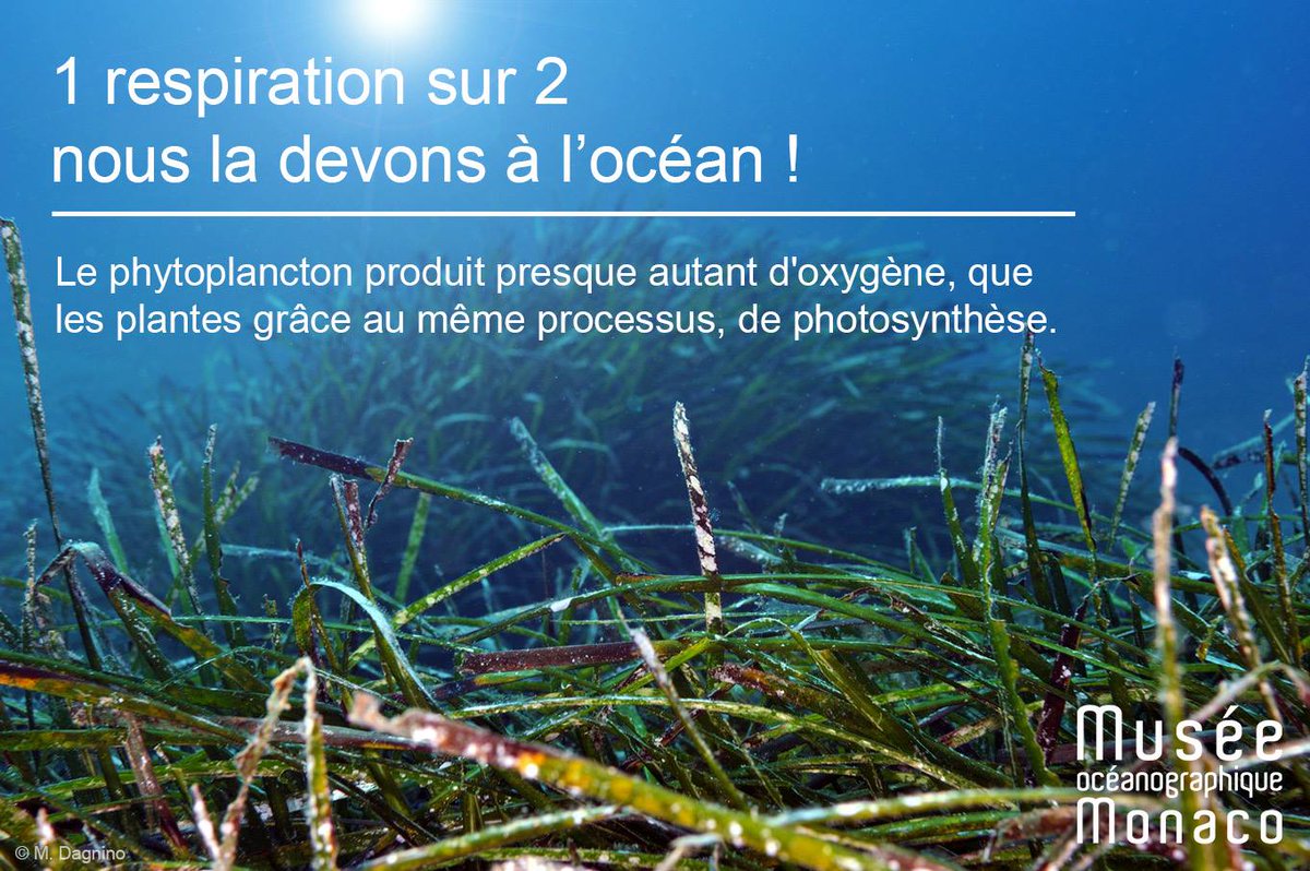 OceanoMonaco's tweet photo. 1 respiration sur 2 nous la devons à l’océan ! 
Ce phytoplancton n'est pas seulement un poumon, il est également une source nutritive : en consommant des sels minéraux et du carbone pour produire des substances organiques, il forme la base de toute la chaîne alimentaire marine. https://t.co/glaow3xO9p