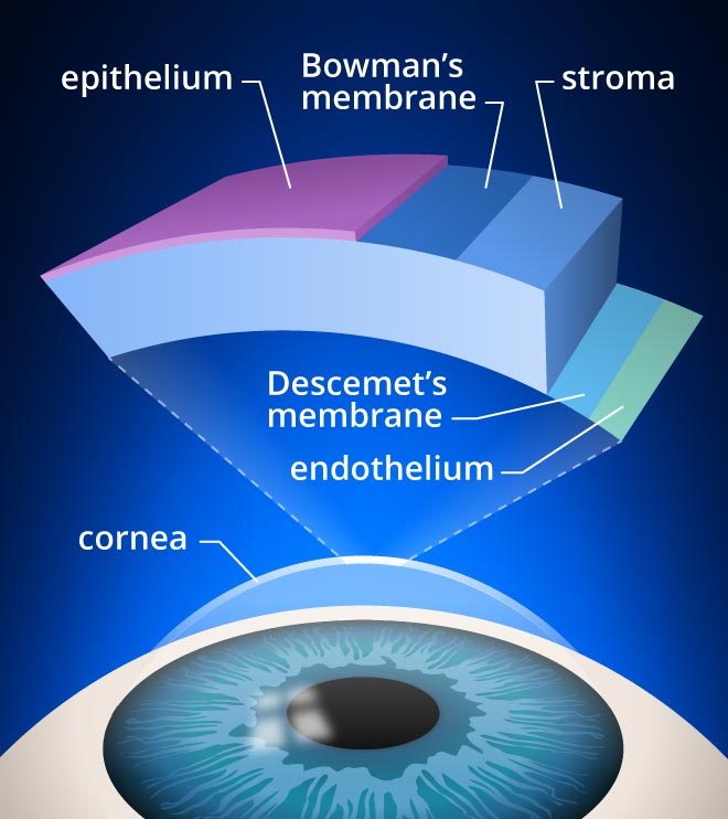 OphthalmoNeuro's tweet photo. #Cornealcrosslinking (CXL) is an in-office #eye procedure that strengthens the #cornea if it's been weakened by #keratoconus other #cornealdisease or a complication of #LASIKsurgery
#Ophthalmology #Neurology #VisualNeuroscience #VisionAndCognition
visit: https://t.co/xxKqHM8EfD https://t.co/6rCZGiTyhZ