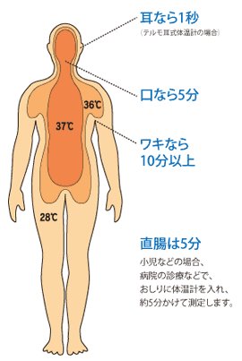 「脇 10分 耳1秒」の画像検索結果