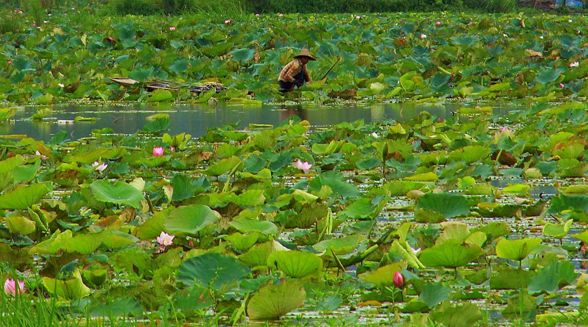 maverickbirdS's tweet photo. “The quality of life is in proportion, always, to the capacity for delight. The capacity for delight is the gift of paying attention.”    — Julia Cameron
Who agrees? #Myanmar #Indein https://t.co/C6gI0TCTiw