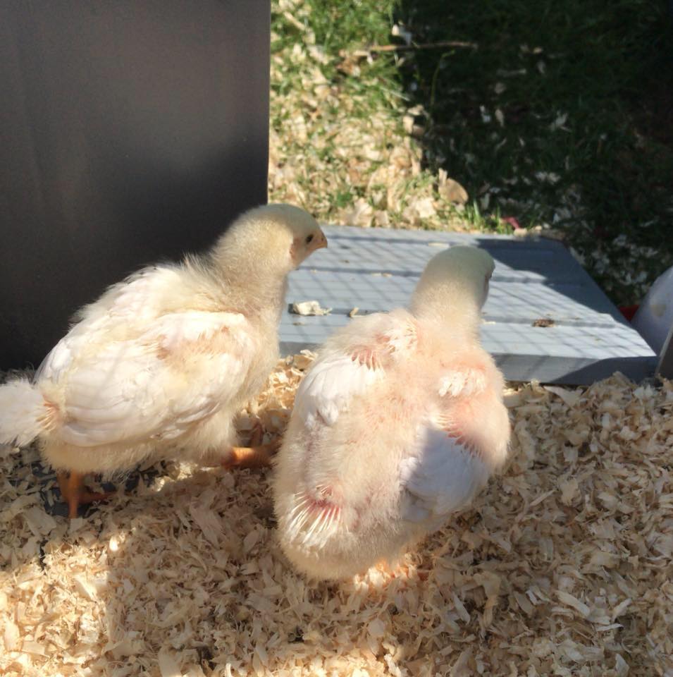 Doehetzelfkip-kuikens verruilen dons voor verenkleed - mailchi.mp/dd687bfcb93a/d…