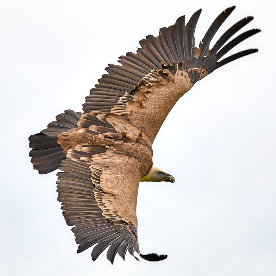 Magnificent vulture soars through the sky at Hawk Conservancy, Andover <a href="/HawkConservancy/">Hawk Conservancy Trust</a> #birdsofprey #vulture #WildlifeProtection #wildlifephotography