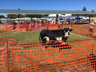 MZM0LLY's tweet photo. Cow Patty Bingo in Arlington 5/19!! Fundraiser for @AmericanCancer @Relay38002 Get tickets at Crave Sweets in Arlington $10. Winner gets $150 cash! https://t.co/j7WGo9nHZV