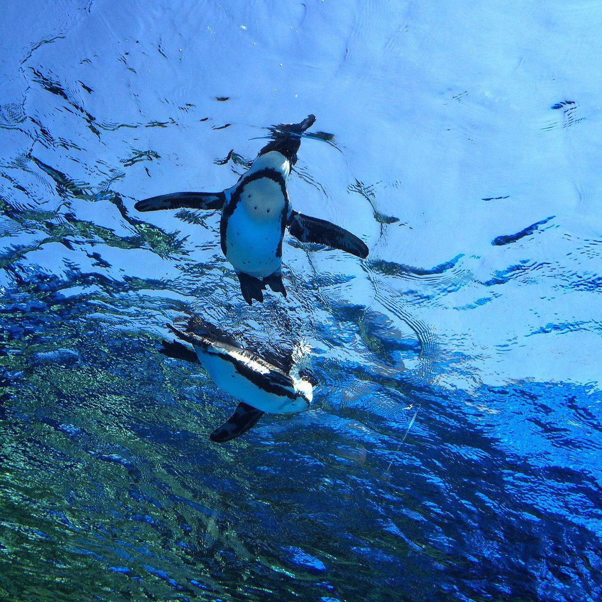 「ゴールデンウィークに空飛ぶペンギン見に行ったんだけど部屋の天井にほしいぐらいずっ」|Rimi.のイラスト