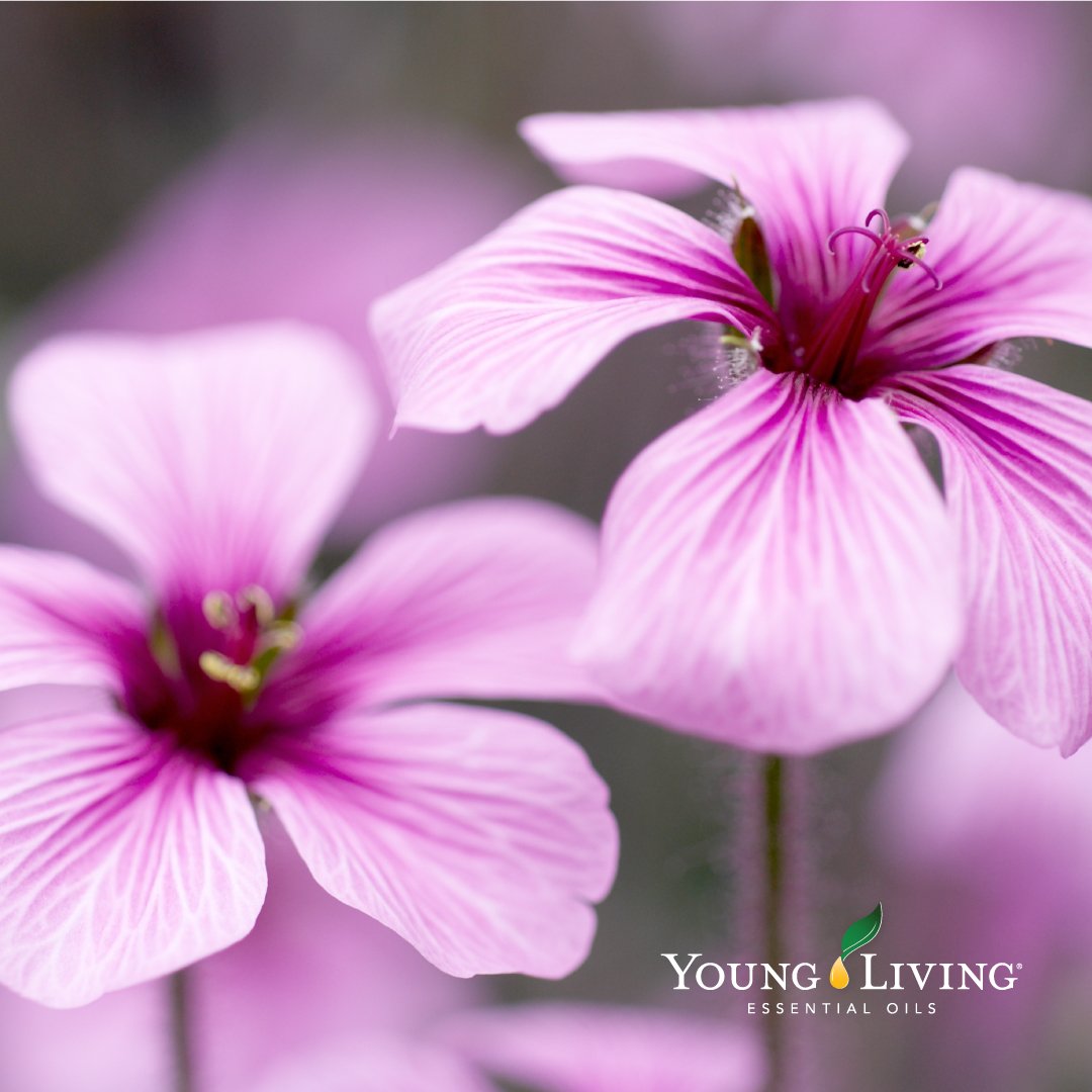 youngliving tweet picture